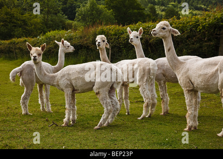 Eine Herde von Alpakas nach geschoren werden, auf einem Bauernhof in der Nähe von Much Wenlock, Shropshire Stockfoto