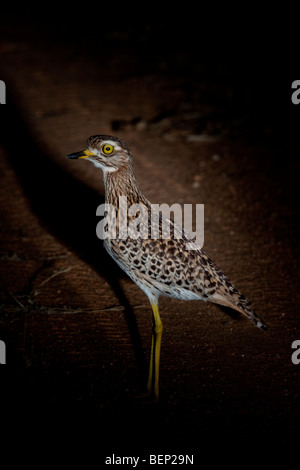 Gefleckte Thick-knee (Burhinus Capensis). Juni 2009, Winter. Balule Private Nature Reserve.  Greater Kruger National Park, Limpopo Stockfoto