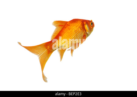 Goldene Fische, schwimmend auf einem weißen Hintergrund isoliert Stockfoto