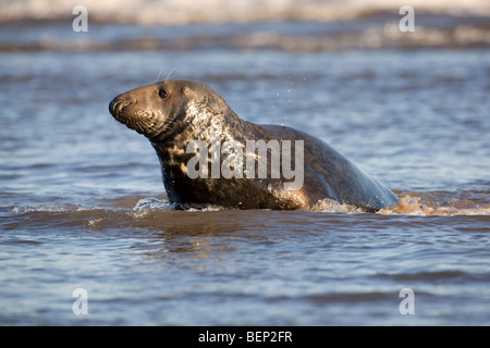 Grey grau Atlantic Bull Dichtung Halichoerus Grypus im Meer Stockfoto