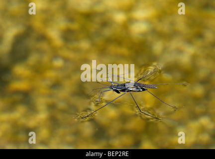 Paar Wasserläufer / Wasser-Skimmer (Gerridae) auf der Wasseroberfläche des Teiches Paarung Stockfoto