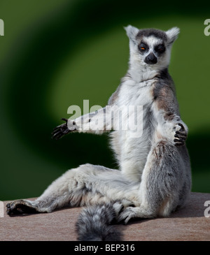 Ring-Tailed Lemur (Lemur Catta) in Yoga-pose Stockfoto