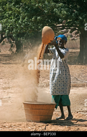 Schwarz Dogon Frau Korn Spreu vom Weizen zu trennen, durch Wind Worfeln Sorghum / Durra / Jowari / Milo, Mali, Westafrika Stockfoto