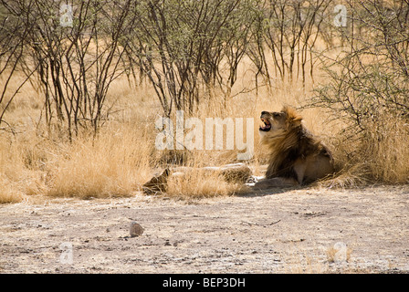 Löwe und Löwin liegend in der afrikanischen Savanne. Etosha Nationalpark, Namibia, Afrika. Stockfoto