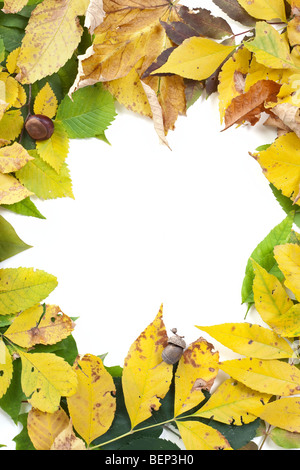 Heap der Trocknung gelbe und grüne Blatt um die Ecken des Rahmens mit dem leeren Raum in der Mitte für Ihren Text oder design Stockfoto