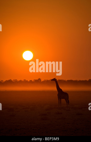 Silhouette einer Giraffe bei Sonnenuntergang in Etosha Nationalpark, Namibia, Afrika. Stockfoto