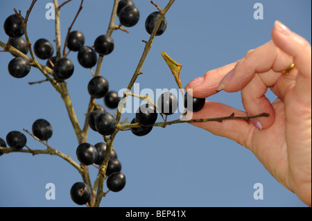 Frau Schlehe Beerensammeln im Herbst uk Stockfoto