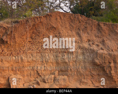 Carmine Bee Eater Nest Löcher am Flussufer unteren Sambesi, Sambia, Afrika. Stockfoto