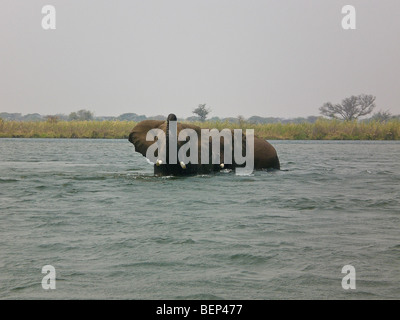 Elefanten Baden unteren Sambesi Sambia Afrika Stockfoto