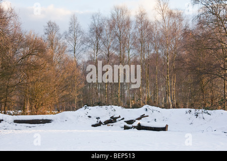 Bäume stehen hinter einer Schneeräumung bedeckt mit Holz teilweise abgedeckt. Stockfoto