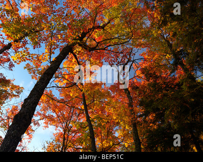 Schöner Ahornbäume mit bunten Blättern. Herbst Natur Landschaft. Algonquin Provincial Park, Ontario, Kanada. Stockfoto