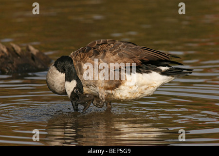 Verletzten Kanadagans putzen sich im Teich Stockfoto