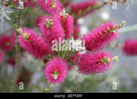 Bottlebrush, Zylinderputzer Viridiflorus, Myrtaceae, Tasmanien, Australien Stockfoto