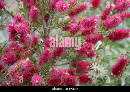 Bottlebrush, Zylinderputzer Viridiflorus, Myrtaceae, Tasmanien, Australien Stockfoto