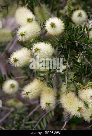 Bottlebrush, Zylinderputzer Viridiflorus, Myrtaceae, Tasmanien, Australien Stockfoto