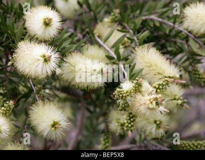 Bottlebrush, Zylinderputzer Viridiflorus, Myrtaceae, Tasmanien, Australien Stockfoto