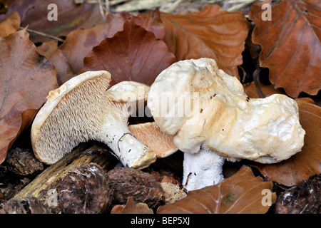 Süßes / Holz Igel / Igel Pilz (Hydnum Repandum), die Unterseite mit Stacheln Stockfoto