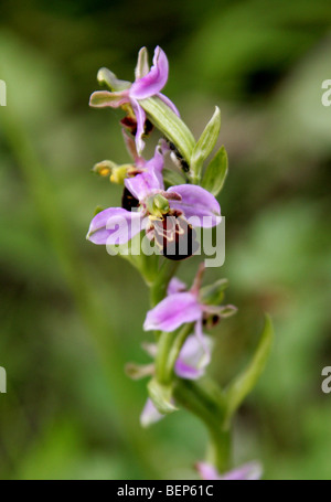 Biene Orchidee, Ophrys Apifera, Orchidaceae, Europa, Nordafrika Stockfoto