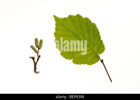 Hazel Leaf und Kätzchen (Corylus Avellana), Belgien Stockfoto