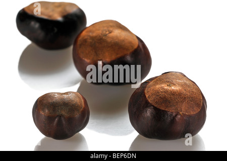 Gemeinsamen Rosskastanie Muttern / Conkers (Aesculus Hippocastanum) auf weißem Hintergrund Stockfoto