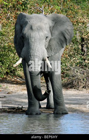 Afrikanischer Elefant (Loxodonta Africana) Trinkwasser am Wasserloch, Moremi National Park, Botswana, Südafrika Stockfoto