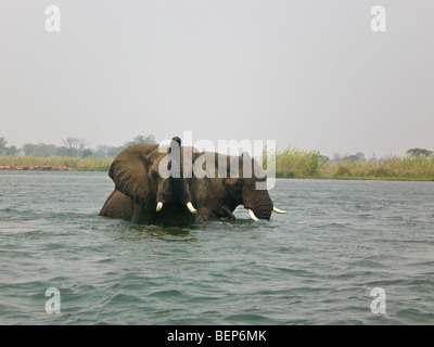 Elefanten Baden unteren Sambesi Sambia Afrika Stockfoto