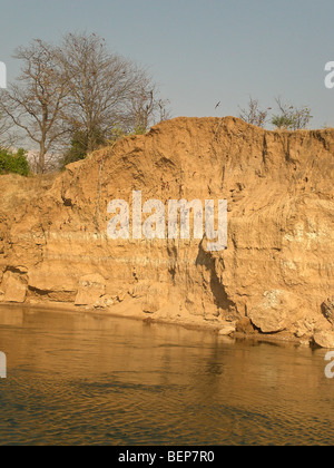 Carmine Bee Eater Nest Löcher am Flussufer unteren Sambesi, Sambia, Afrika. Stockfoto