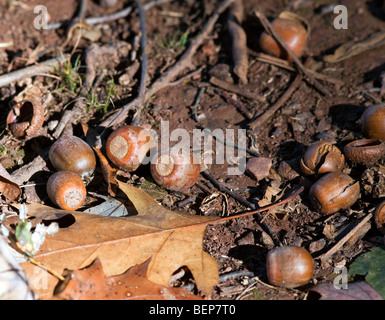 Eicheln und Herbst Blätter und Äste auf dem Waldboden. Stockfoto