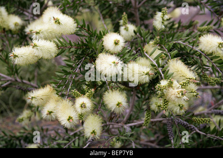 Bottlebrush, Zylinderputzer Viridiflorus, Myrtaceae, Tasmanien, Australien Stockfoto