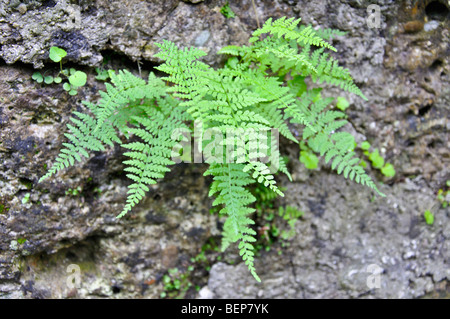 Lady Farn Polypodiaceae Athyrium Filix Femina Europa Stockfoto