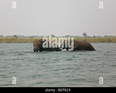 Elefanten Baden unteren Sambesi Sambia Afrika Stockfoto