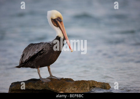 Brauner Pelikan (Pelecanus Occidentalis Occidentalis), im Winterkleid ruht auf Felsen. Stockfoto