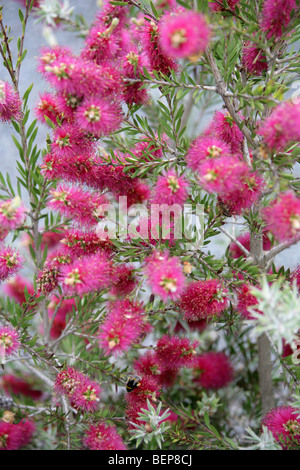 Bottlebrush, Zylinderputzer Viridiflorus, Myrtaceae, Tasmanien, Australien Stockfoto