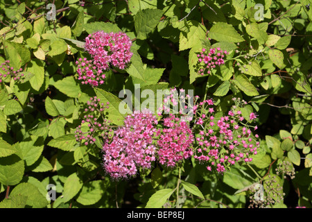 Spiraea Japonica Goldflame, Surrey, England, UK. Stockfoto