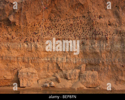 Carmine Bee Eater Nest Löcher am Flussufer unteren Sambesi, Sambia, Afrika. Stockfoto