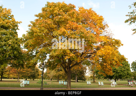 Liegestühle im Hyde Park im Herbst, Westminster, London, UK, SW1 Stockfoto