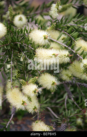 Bottlebrush, Zylinderputzer Viridiflorus, Myrtaceae, Tasmanien, Australien Stockfoto