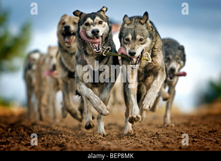 Husky Hunde / Schlittenhunde ziehen Schlitten (Canis Lupus Familiaris) während der Pampa Hund Schlittenrennen, Helchteren, Belgien Stockfoto