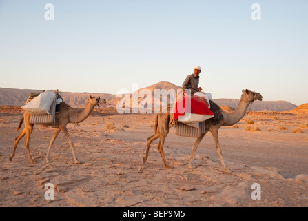 Ein Beduine reitet auf einem Kamel durch die Wüste Sinai Ägypten Stockfoto