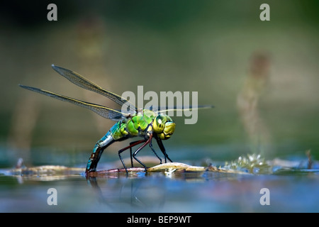 Frau Kaiser Libelle / blaue Kaiser (Anax Imperator) Eiablage im Wasser des Teiches Stockfoto