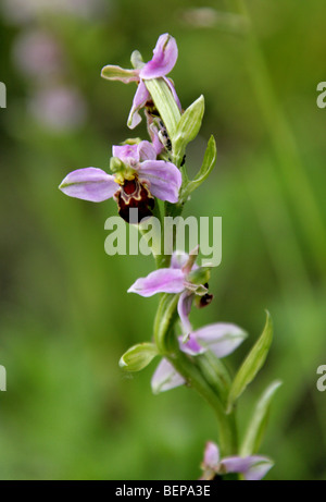 Biene Orchidee, Ophrys Apifera, Orchidaceae, Europa, Nordafrika Stockfoto