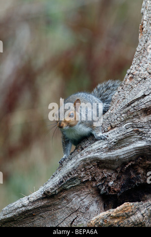 Graue Eichhörnchen Sciurus Carolinensis grau Stockfoto