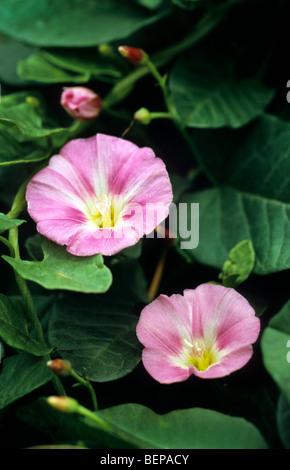 Europäischen Bereich Ackerwinde / mehrjährige Prunkwinde / creeping Jenny (Convolvulus Arvensis) in Blüte Stockfoto