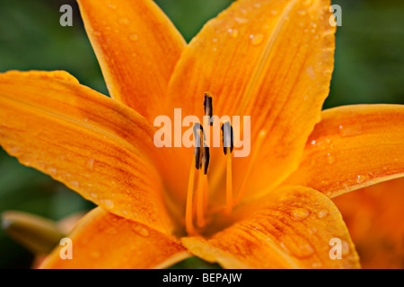 Orange Tiger lily Stockfoto