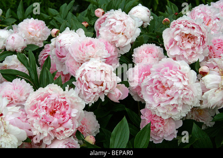 Chinesische Pfingstrose, gemeinsame oder Garten-Pfingstrose, krautige oder weiße Pfingstrose, Paeonia Lactiflora 'Sarah Bernhardt' Paeoniaceae