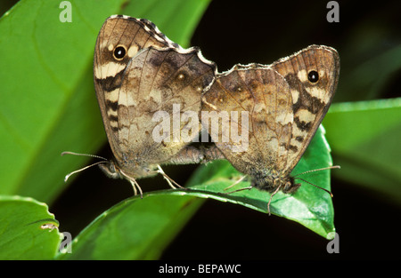 Gesprenkelte Holz Schmetterlinge (Pararge Aegeria) Paarung auf Blatt, Belgien Stockfoto