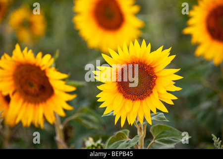 Fröhliche Sonnenblumen im Feld in der Nähe von Saint Remy de Provence Frankreich Stockfoto