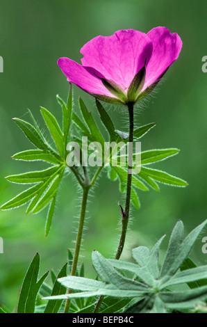 Blutige Storchschnabel / blutige Geranien (Geranium Sanguineum) in Blüte Stockfoto