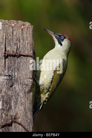 Grün Specht Picus viridis Stockfoto