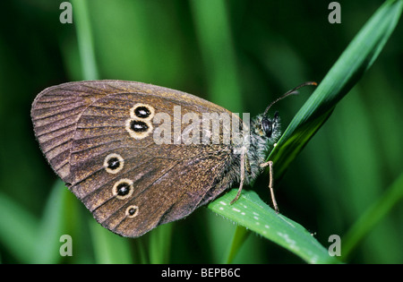 Ringel-Schmetterling (Aphantopus Hyperantus) am Grashalm, Frankreich Stockfoto